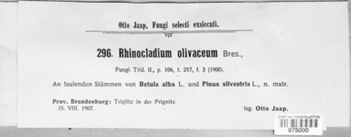 Rhinocladium olivaceum image